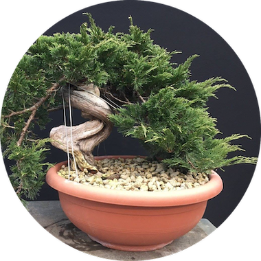 22bonsai