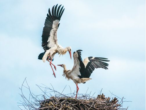 22cigogne_ad
