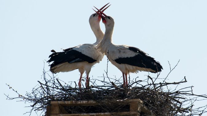 22cigogne_enf