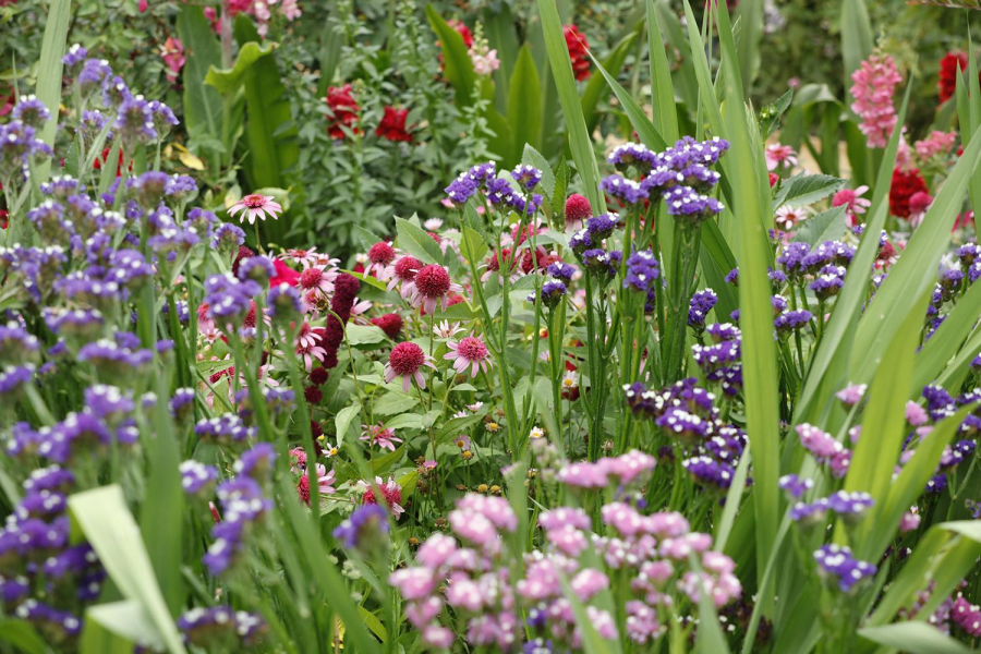 23plantes